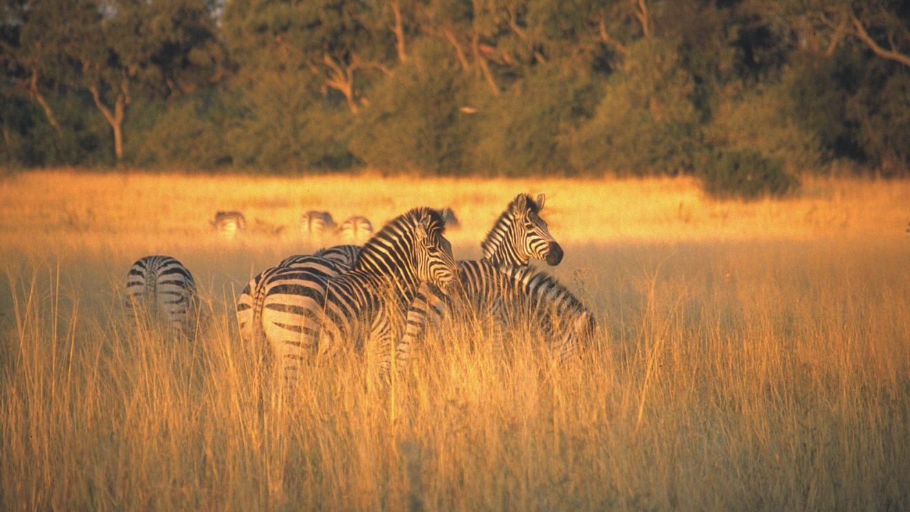 Read more about the article Exploring Botswana: The Ultimate Travel Guide