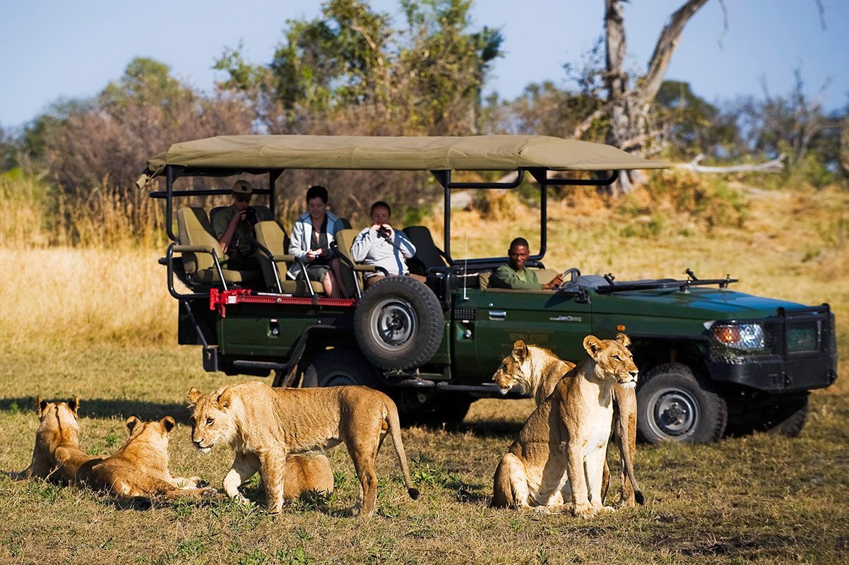 Read more about the article Discover The Best Safari Experiences In Botswana