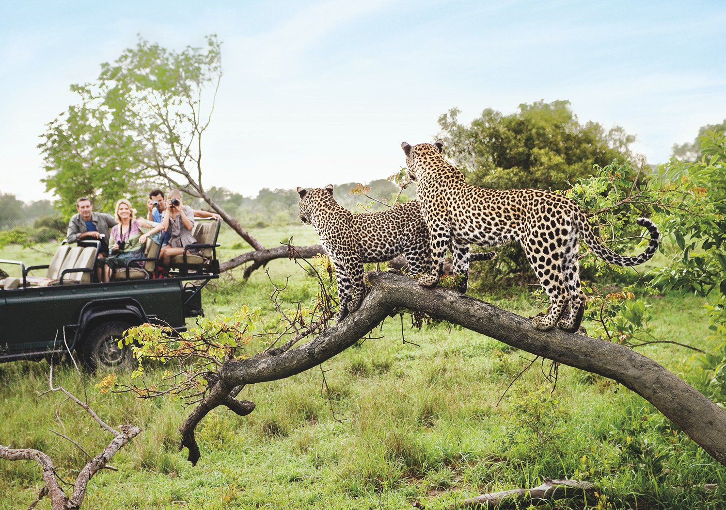 Read more about the article Experience South Africa’s Wildlife: A Safari Adventure Guide